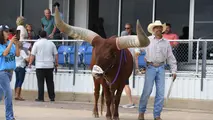 Oliver, the famous Watusi bull