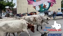 Stampede of Speed